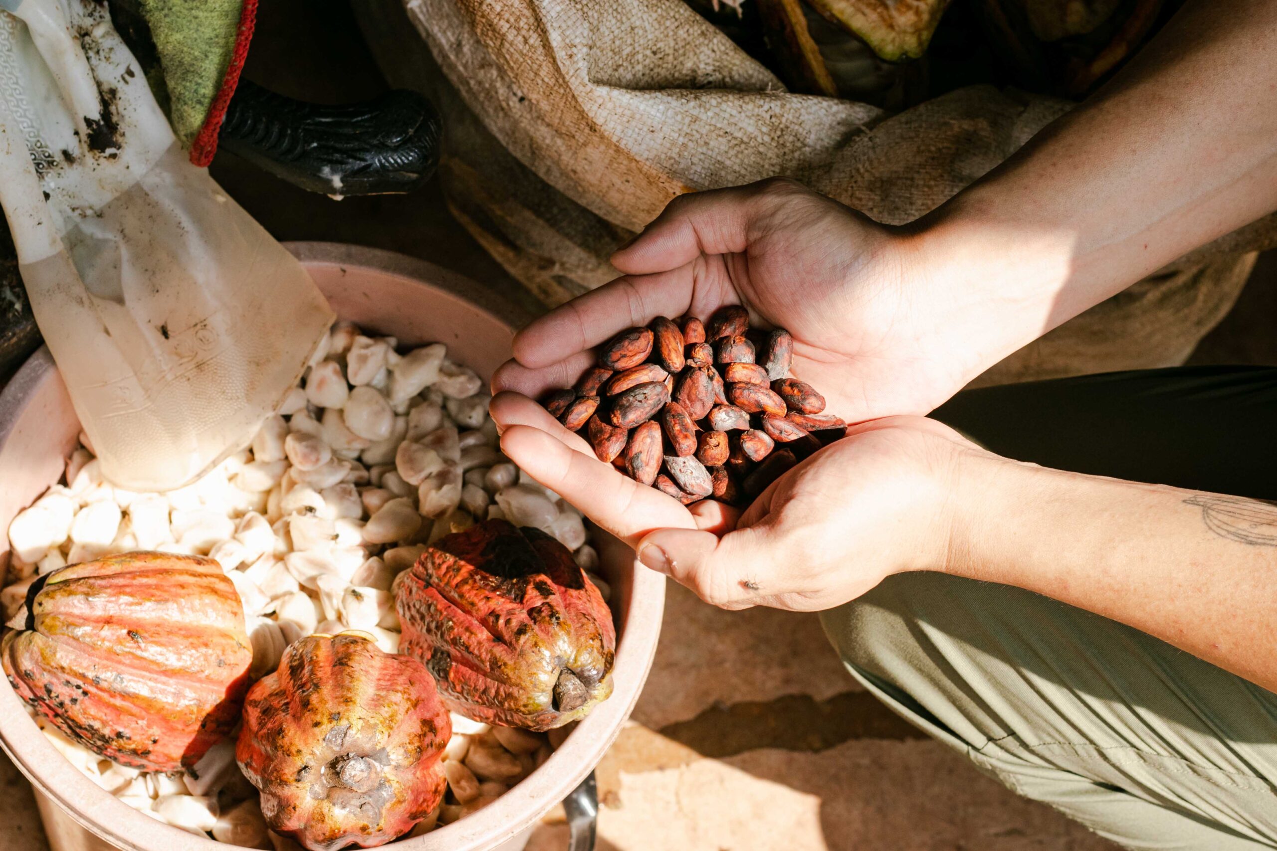Hands holding freshly harvested cacao beans beside opened cacao pods.
